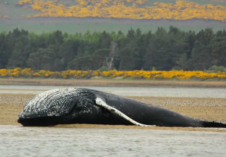 Body of humpback whale washes up on shore in UK 