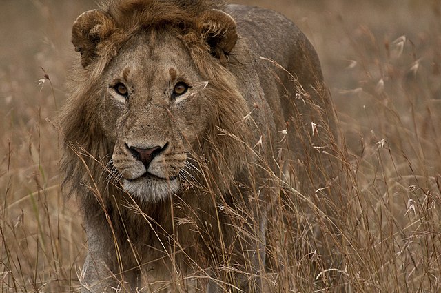 Oldest lion in world killed
