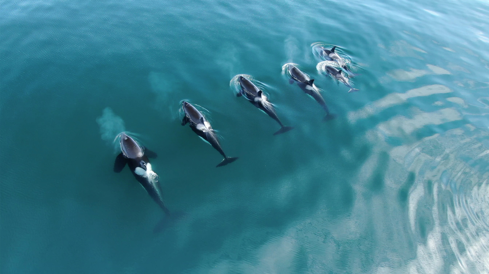 A pod of killer whales swimming together