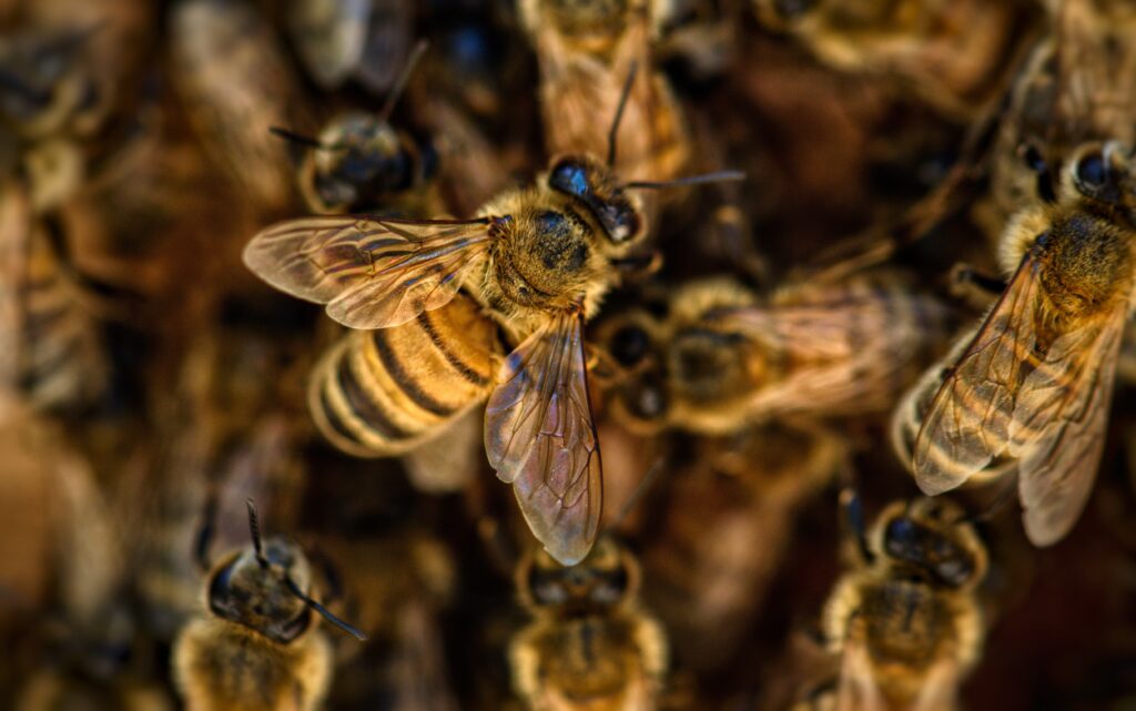 Six people stung to death by killer bees
