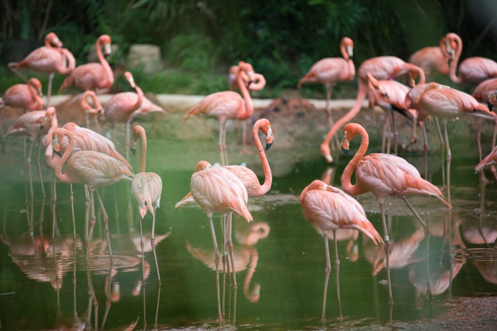 Drought makes Bioparc only spot for flamingos to reproduce in Malaga