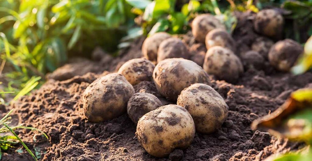 Scientists weed out harmful genes to breed better potatoes