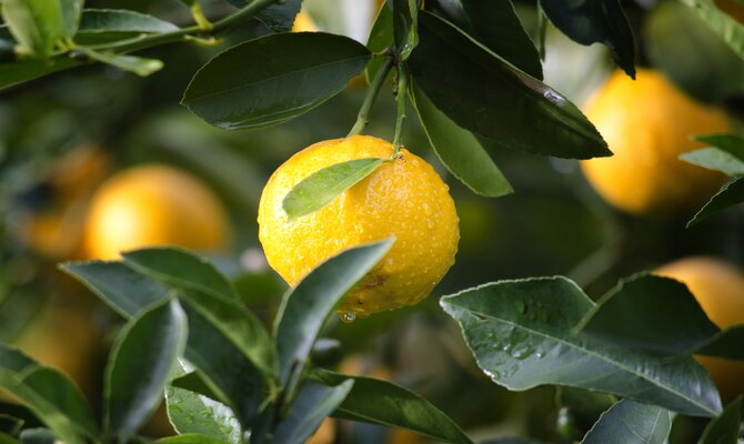 Alicante Police put the squeeze on lemon fraudsters