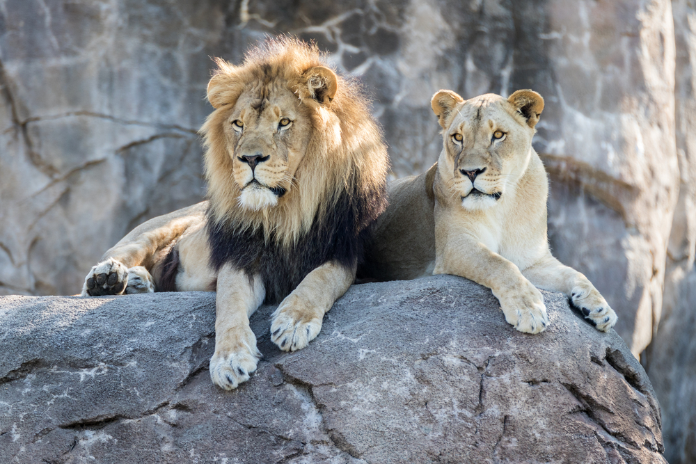 Six-year-old boy killed by lion at private zoo