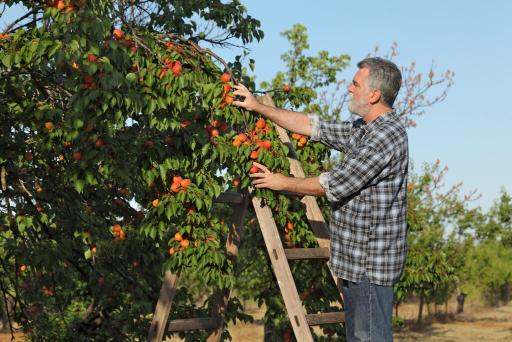 Apricot farmer