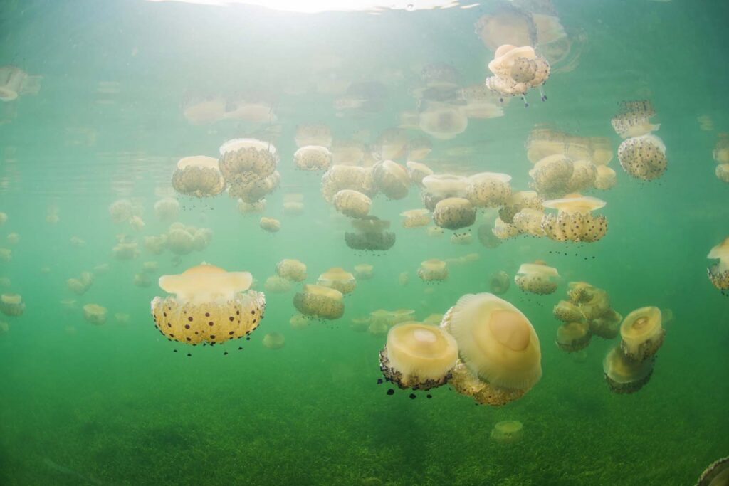 Jellyfish in the Mar Menor, Costa Cálida