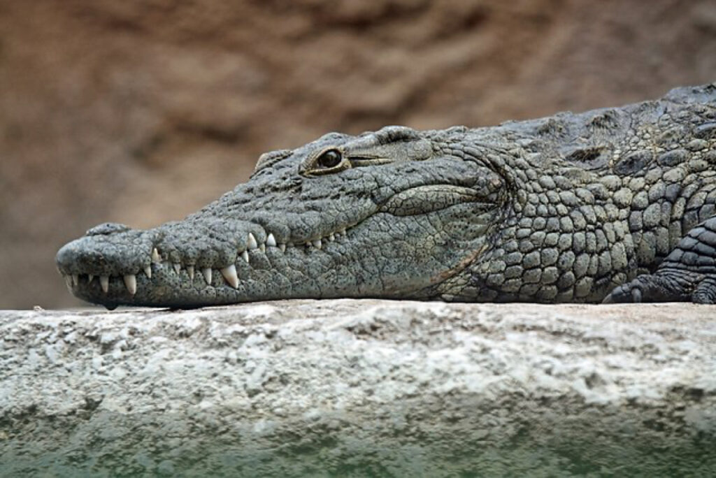 A crocodile rests its head on a rock whilst observing its surroundings