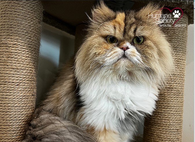 Cats Left huge Inheritace After Owner Passes Away