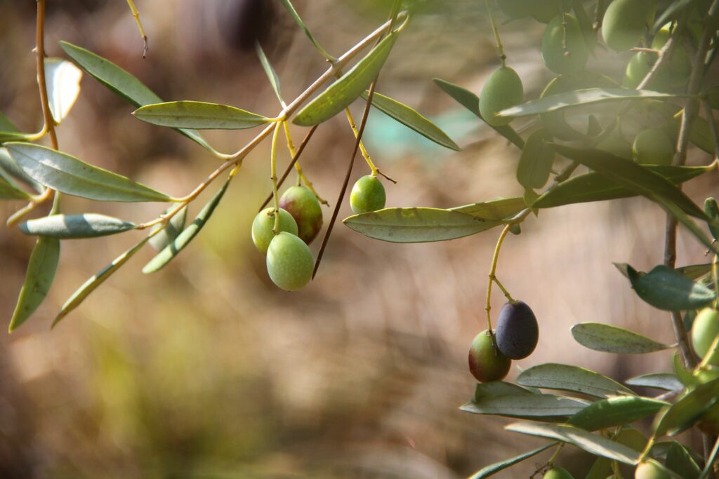 The famous five and other Health and Beauty hints « Euro Weekly News