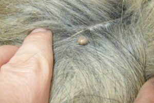 Image of a tick on a dog.
