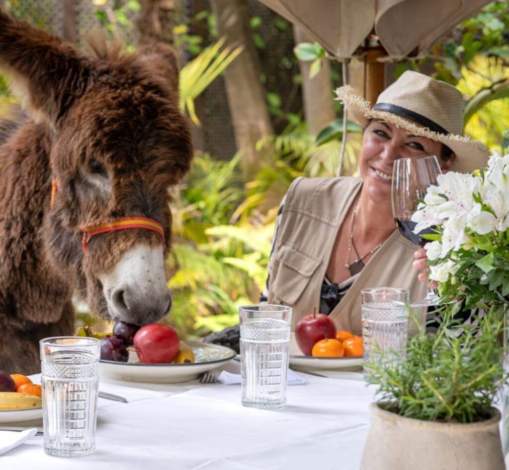 a donkey eats an apple next to woman at table