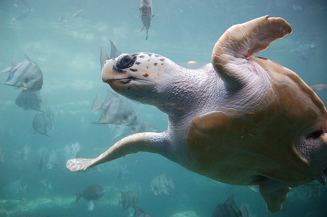Climate Change Leads To Increase In Turtles On Spanish Coast