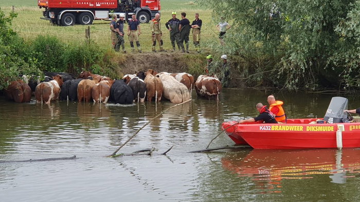 Cows in a river