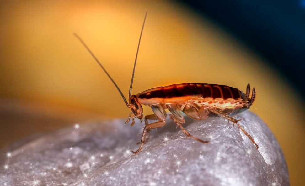 Image of a cockroach.