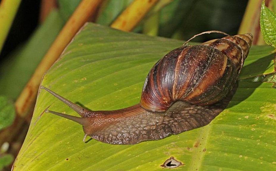 Image of a giant African snail.