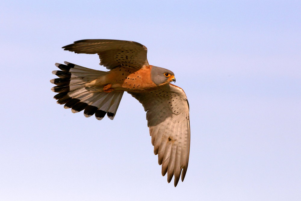 Male,Of,Lesser,Kestrel,Flying,,Lesser,,Falcon,,Birds,,Kestrel