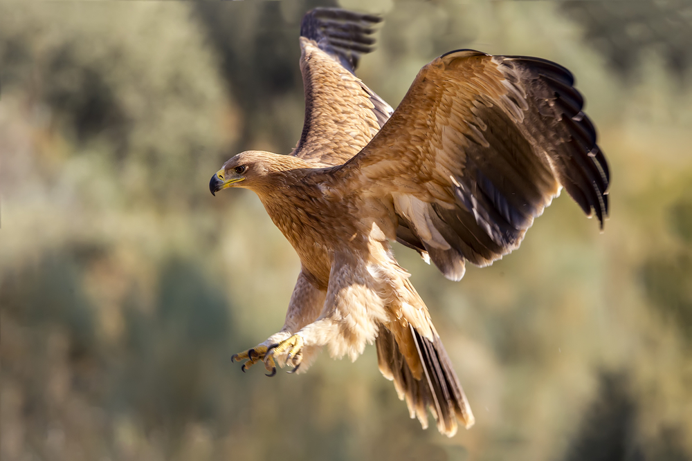 Spanish Imperial Eagle Under Threat Due To Water Shortage