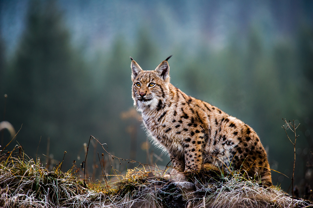 lynx in nature