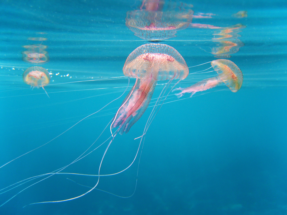 Image of Jellyfish.