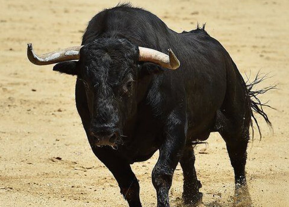 Image of a Spanish bull.