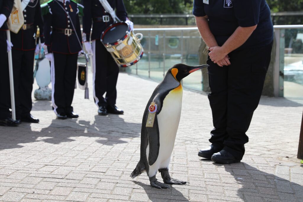a penguin named Sir Nils Olav III