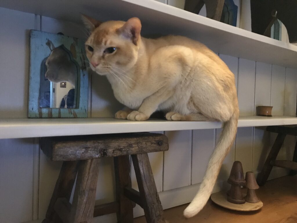 cat on a bookshelf