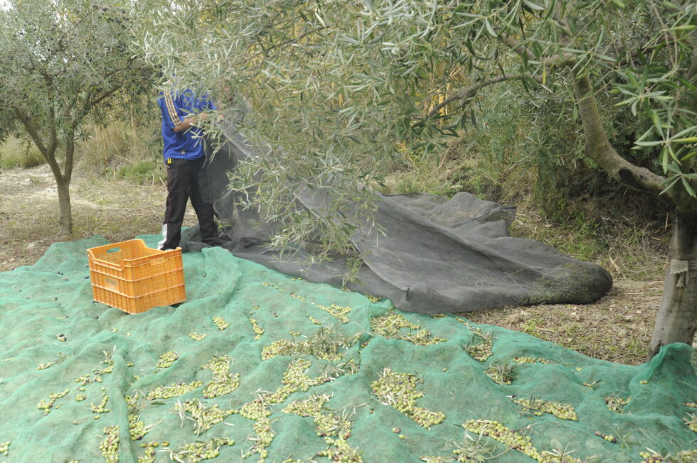 A farmer picking olives from a tree