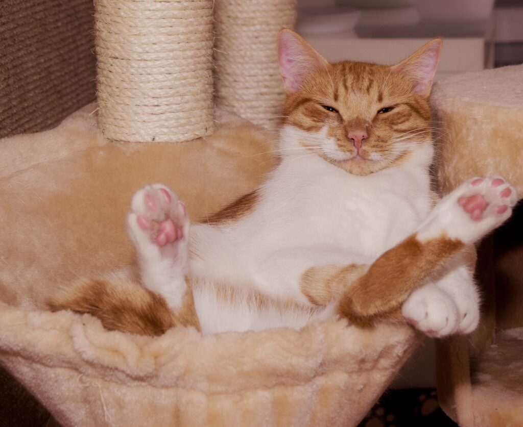 Pixabay funny comfy ginger cat
