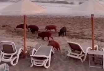 Wild Boar Invade Beach At Marbella