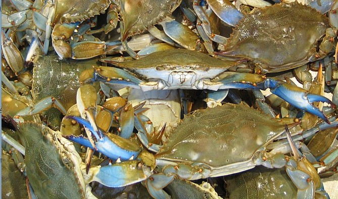 Italy Overrun With Blue Crabs