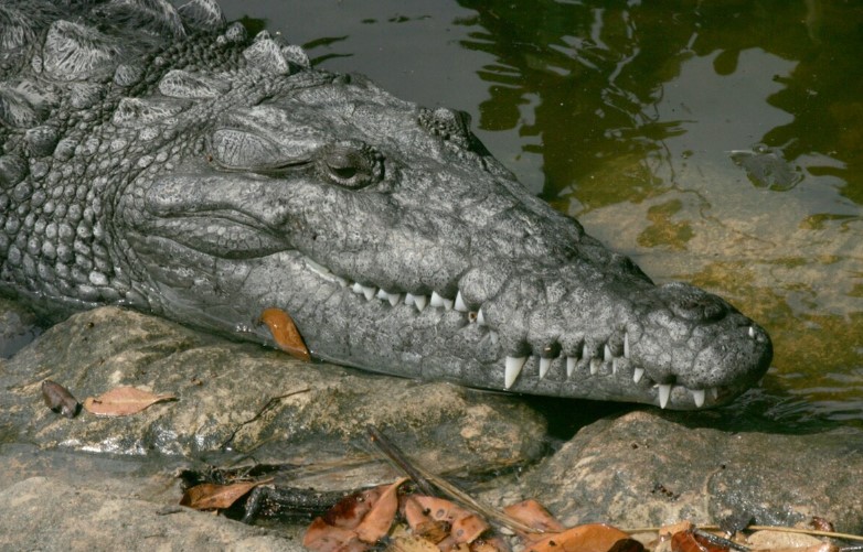Image of a crocodile.