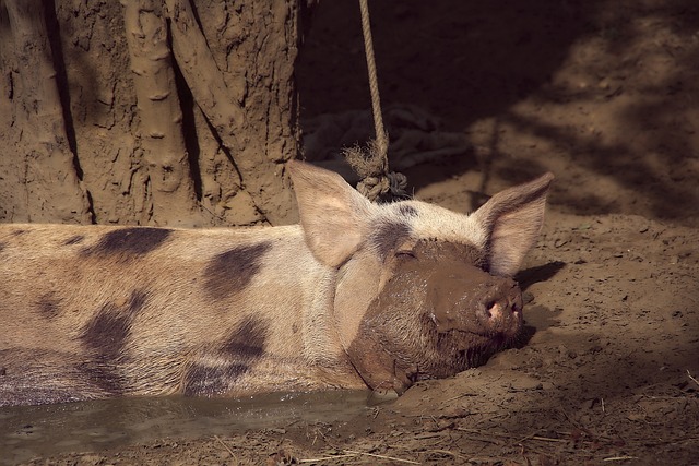 Happy pig in mud