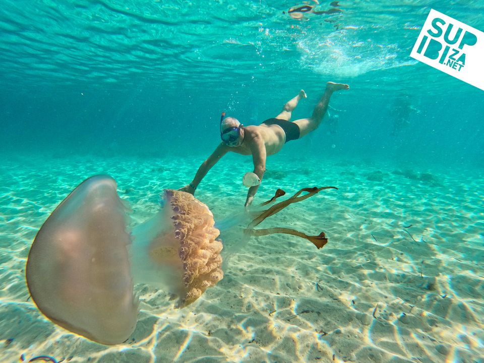 huge-jellyfish-spotted-in-ibiza-euro-weekly-news