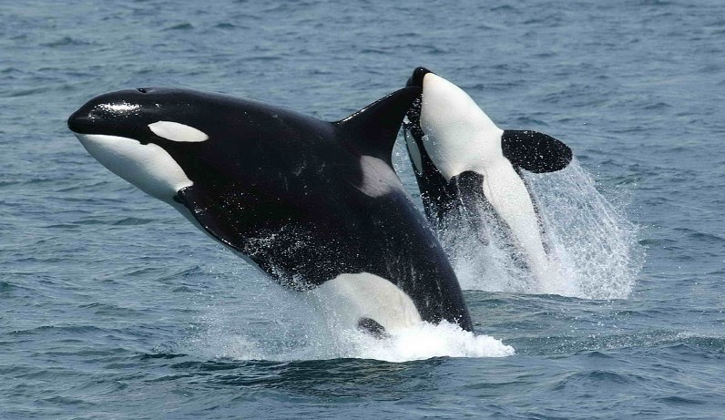 Image of killer whales.