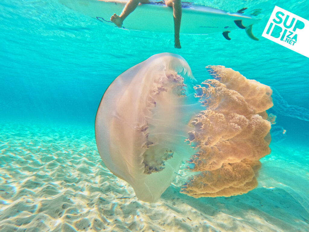 Enormous Jellyfish in Ibiza