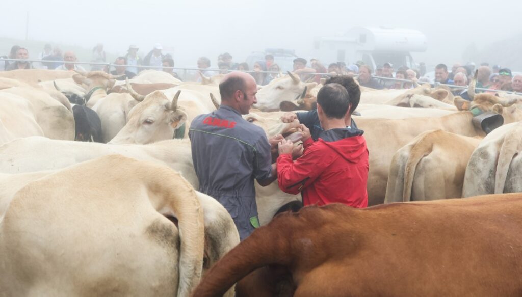 Image of a vet inspecting the cows in Navarra.