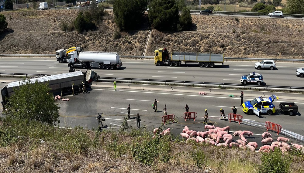 Image of pigs escaped from an overturned lorry in Barcelona.