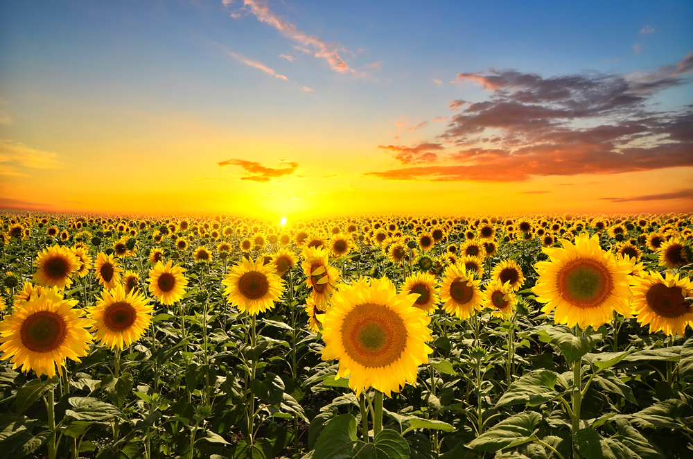 Sunflower Farmer Pleads With Naughty Naked Visitors