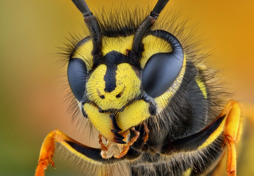 Natural Remedies To Keep Bees and Wasps Away