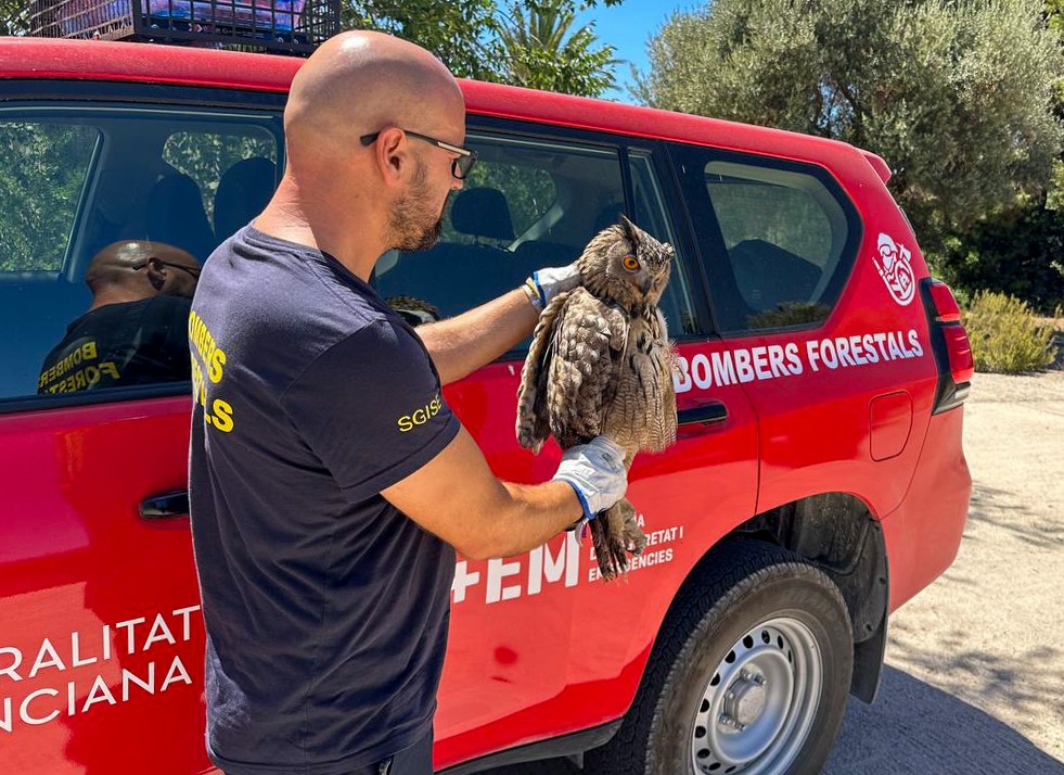 Rescuer holding an owl