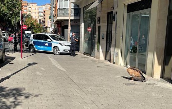 Vulture Spotted In Albacete