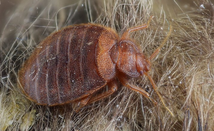 Image of a bed bug.