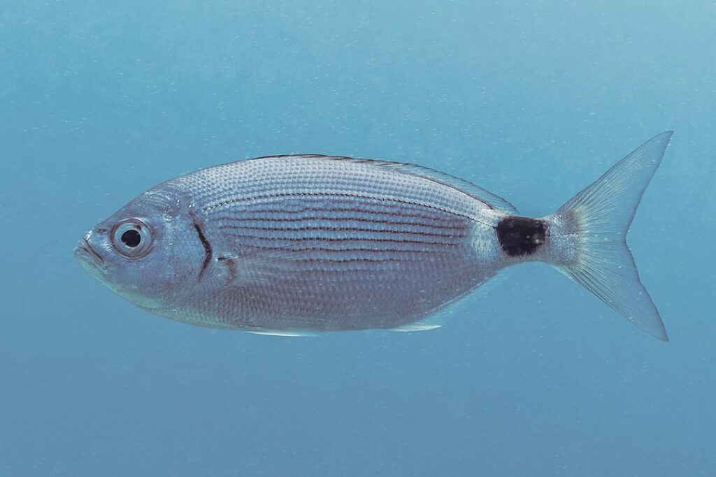 An oblada fish