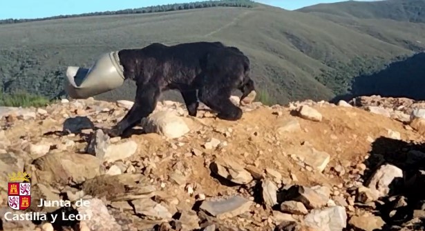 Image of brown bear in castilla y Leon with head trapped in plastic container.