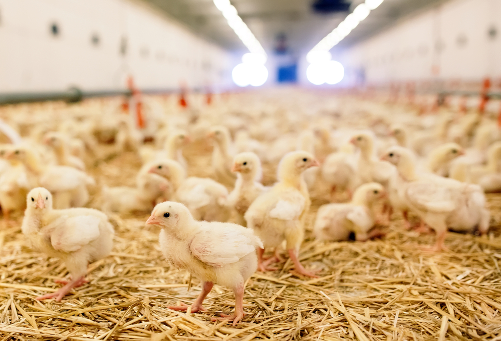 Image of chicks at an indoor farm.