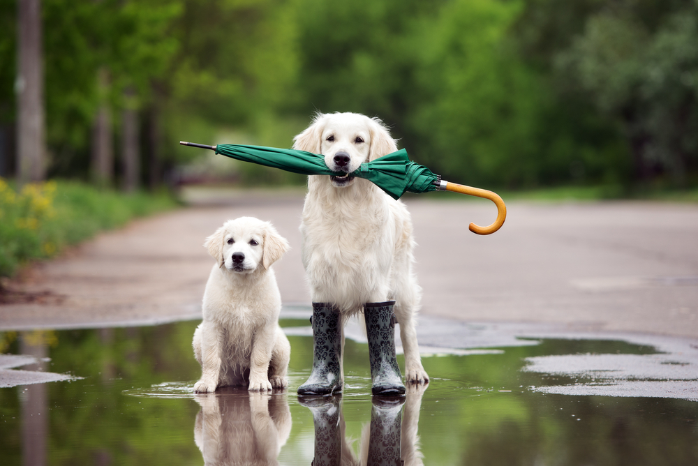 Image of dog and puppy with an umbrella.