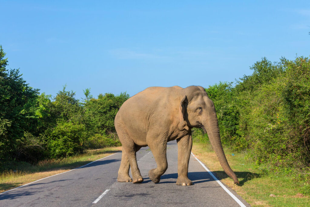 An elephant in the road