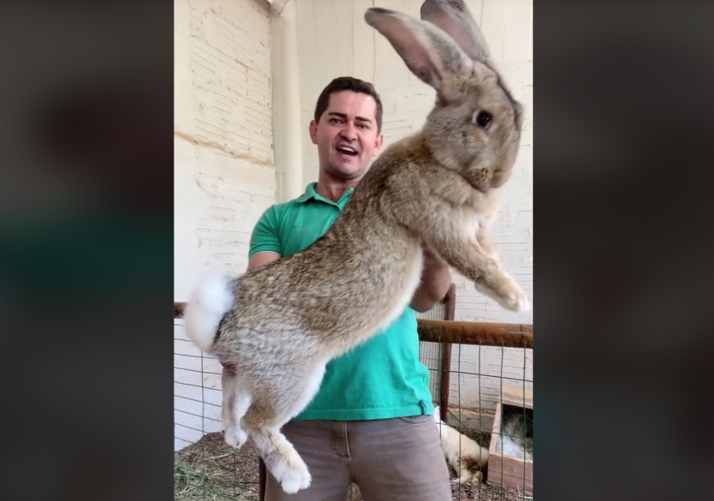 Giant Rabbit being held by a man
