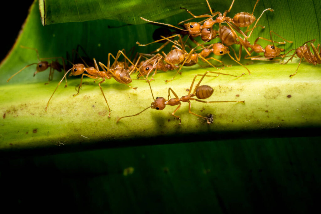 Unwelcome Invaders: The Fiery Bite of Spain's Gatecrashing Fire Ants