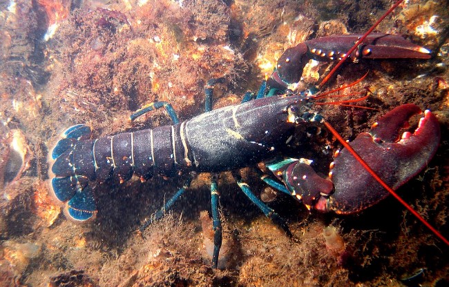 Image of a lobster.